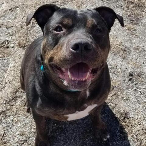 Greyson, an adoptable Pit Bull Terrier in Wichita, KS, 67278 | Photo Image 4