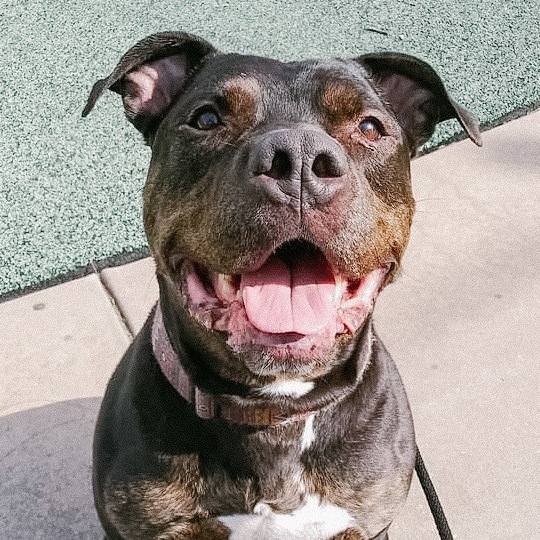 Greyson, an adoptable Pit Bull Terrier in Wichita, KS, 67278 | Photo Image 4