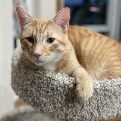 Sugar Cane, an adoptable Domestic Short Hair in Wichita, KS, 67278 | Photo Image 1