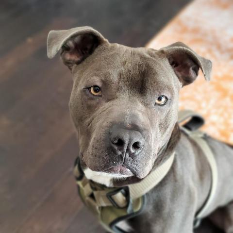 Gary, an adoptable Pit Bull Terrier in Wichita, KS, 67278 | Photo Image 1