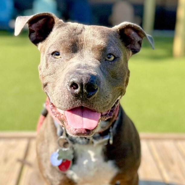 Gary, an adoptable Pit Bull Terrier in Wichita, KS, 67278 | Photo Image 1