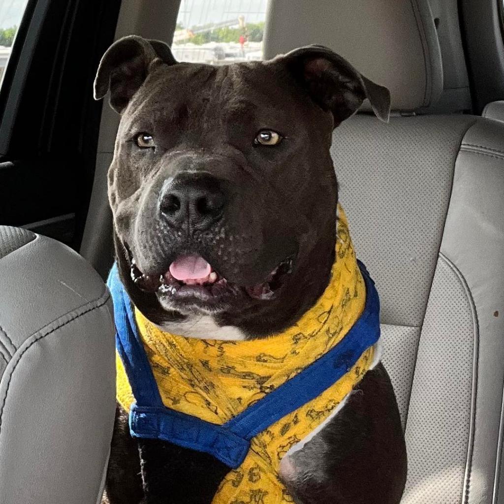 Gary, an adoptable Pit Bull Terrier in Wichita, KS, 67278 | Photo Image 2