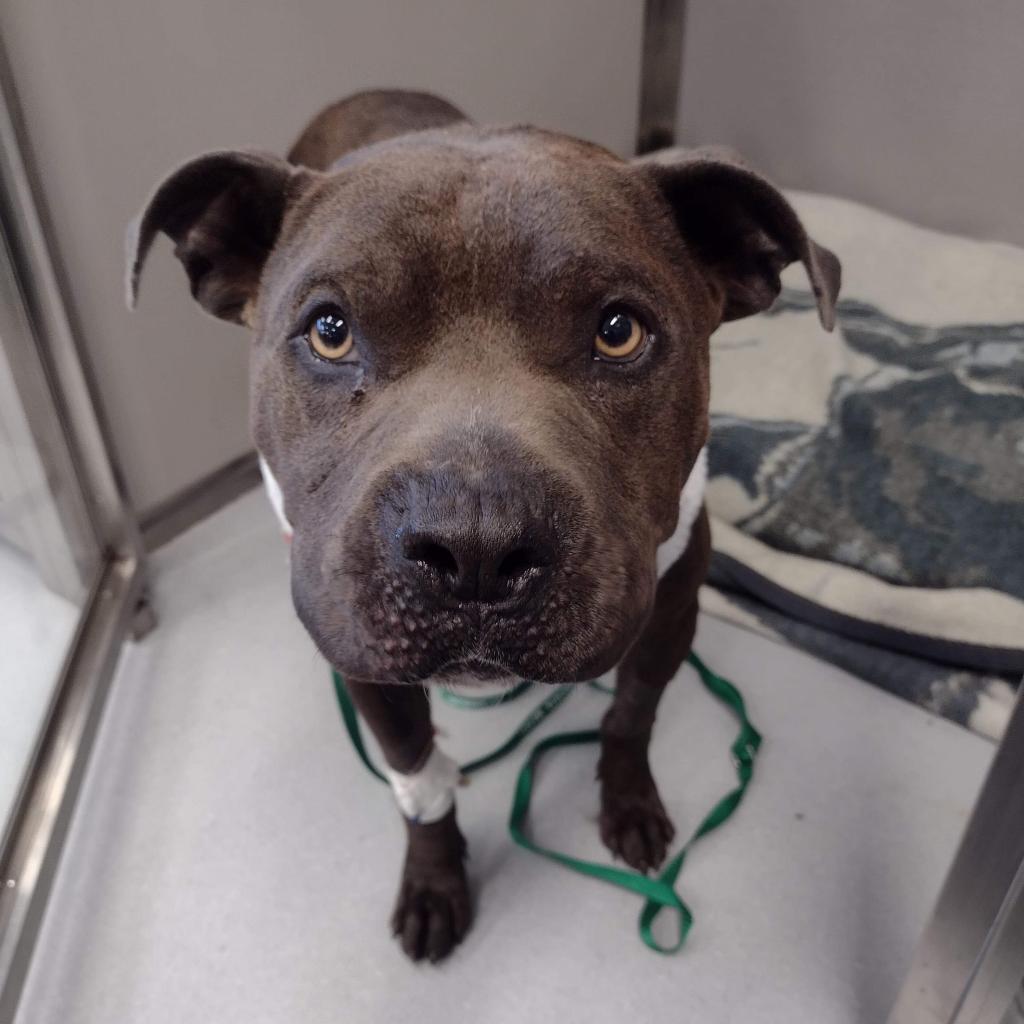 Gary, an adoptable Pit Bull Terrier in Wichita, KS, 67278 | Photo Image 3
