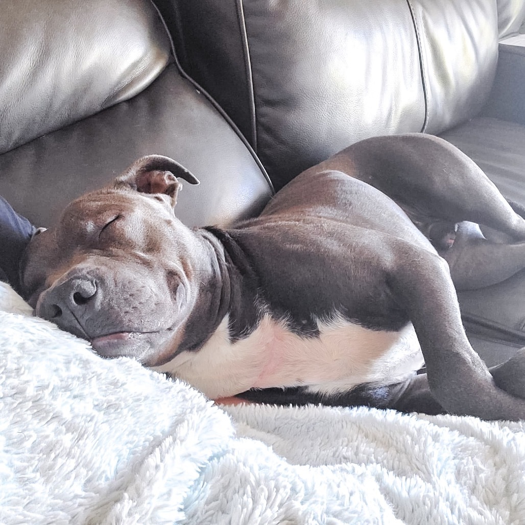 Gary, an adoptable Pit Bull Terrier in Wichita, KS, 67278 | Photo Image 5