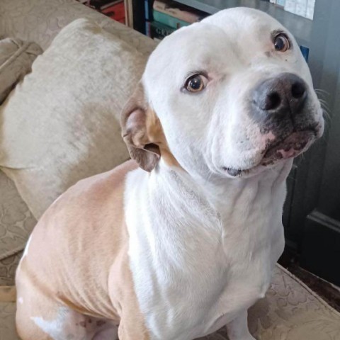 Dyno, an adoptable Pit Bull Terrier in Wichita, KS, 67278 | Photo Image 1