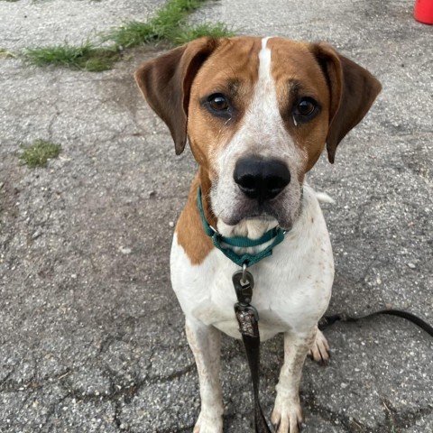 Boone, an adoptable Hound in Wichita, KS, 67278 | Photo Image 1