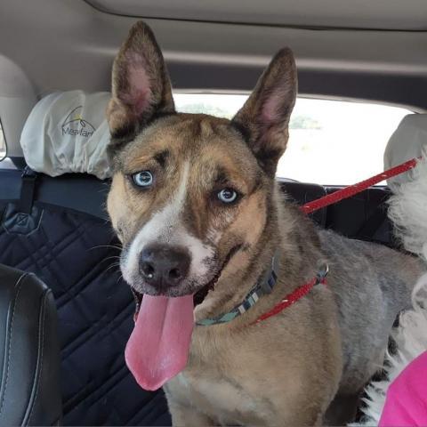 Dewy, an adoptable Shepherd in Wichita, KS, 67278 | Photo Image 1