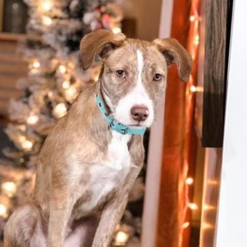 Piper, an adoptable Pit Bull Terrier in Wichita, KS, 67278 | Photo Image 1