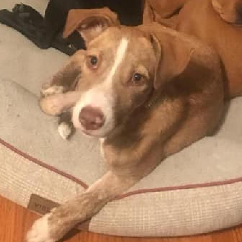 Piper, an adoptable Pit Bull Terrier in Wichita, KS, 67278 | Photo Image 2