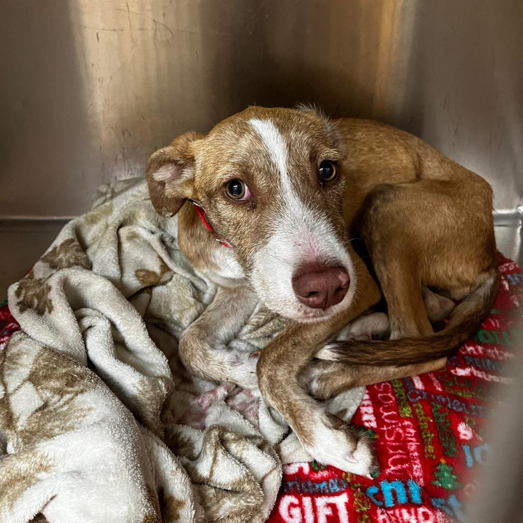 Piper, an adoptable Pit Bull Terrier in Wichita, KS, 67278 | Photo Image 4