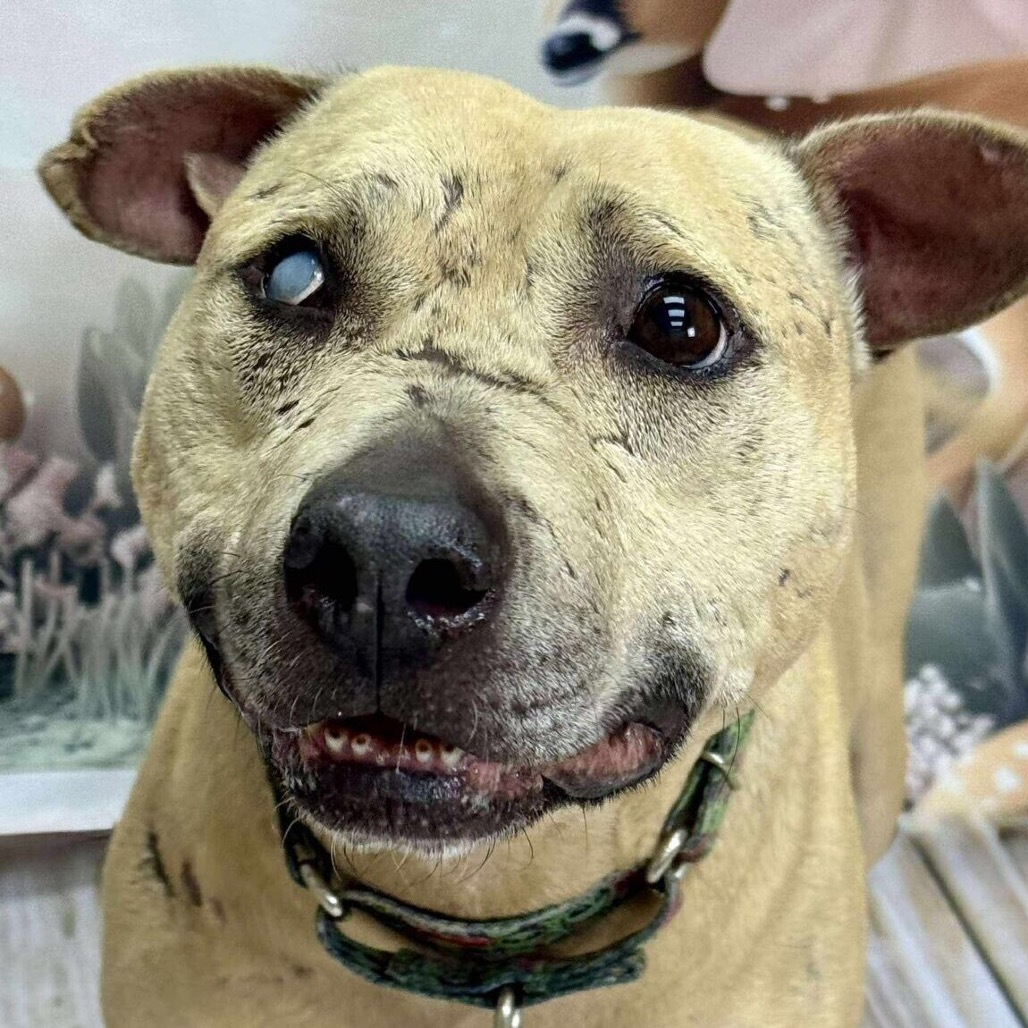Mork, an adoptable Pit Bull Terrier in Wichita, KS, 67278 | Photo Image 1