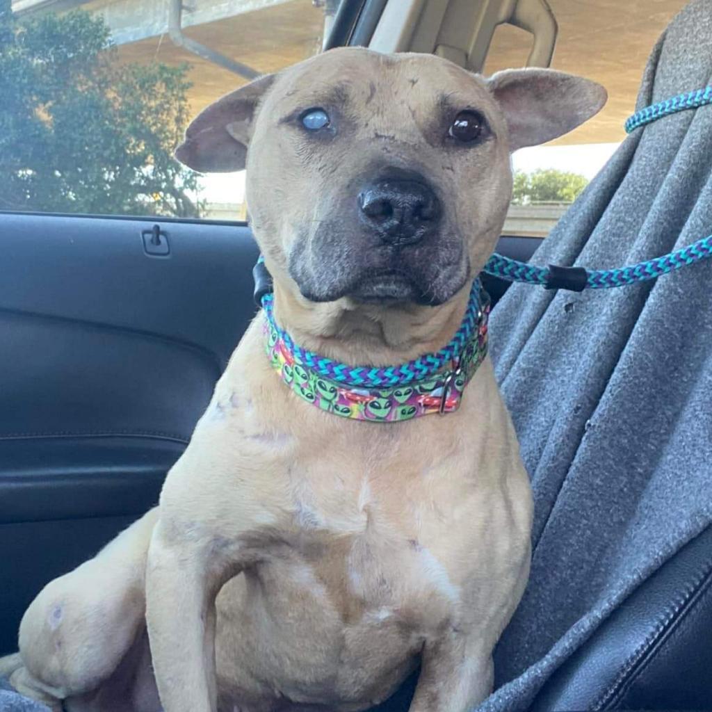 Mork, an adoptable Pit Bull Terrier in Wichita, KS, 67278 | Photo Image 2