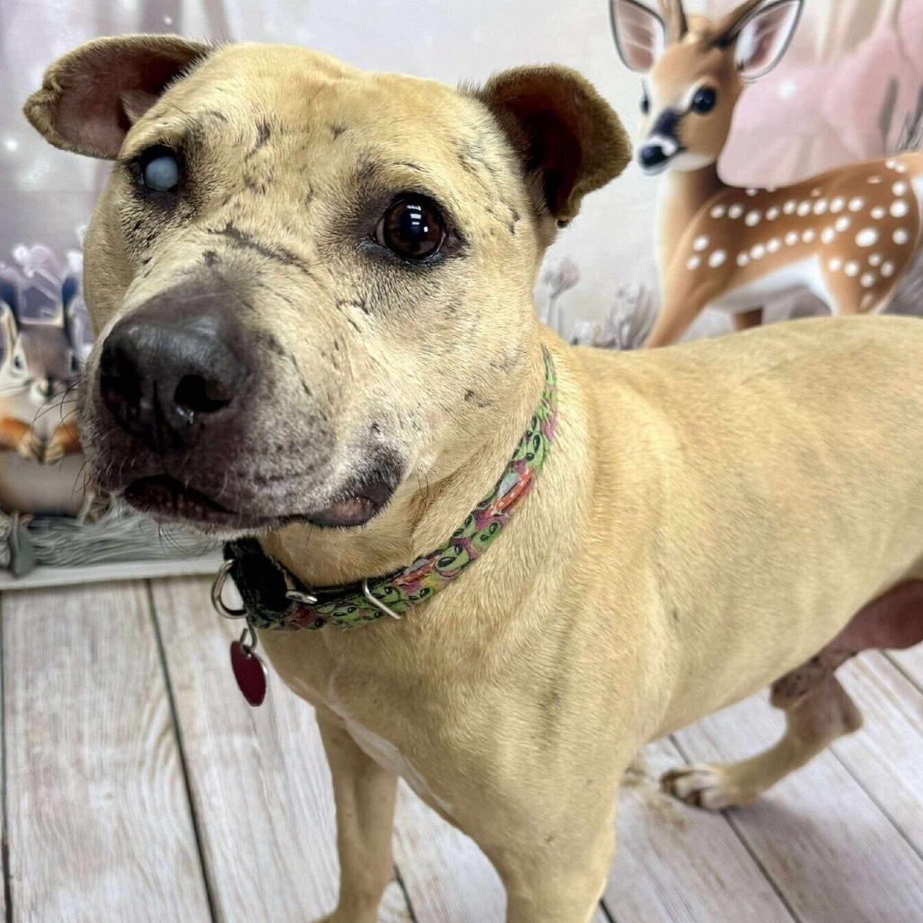 Mork, an adoptable Pit Bull Terrier in Wichita, KS, 67278 | Photo Image 3