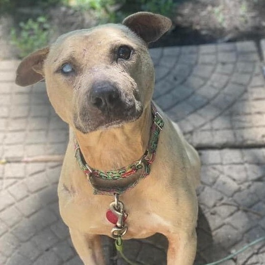 Mork, an adoptable Pit Bull Terrier in Wichita, KS, 67278 | Photo Image 4