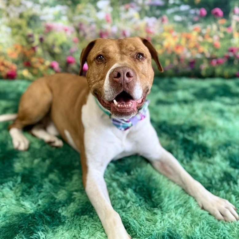 Gunner, an adoptable Pit Bull Terrier in Wichita, KS, 67278 | Photo Image 1