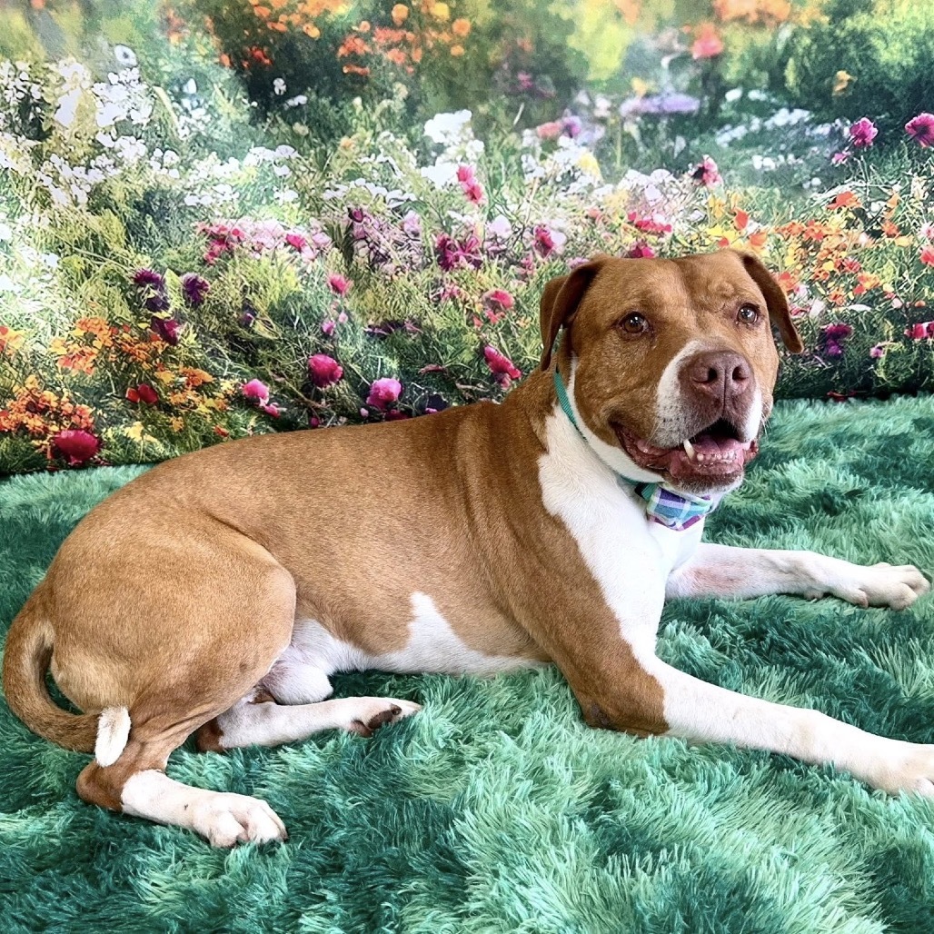 Gunner, an adoptable Pit Bull Terrier in Wichita, KS, 67278 | Photo Image 3