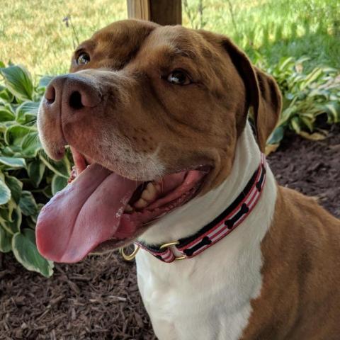 Gunner, an adoptable Pit Bull Terrier in Wichita, KS, 67278 | Photo Image 4