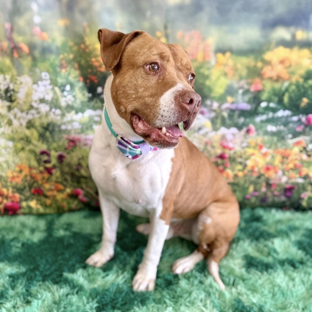 Gunner, an adoptable Pit Bull Terrier in Wichita, KS, 67278 | Photo Image 4