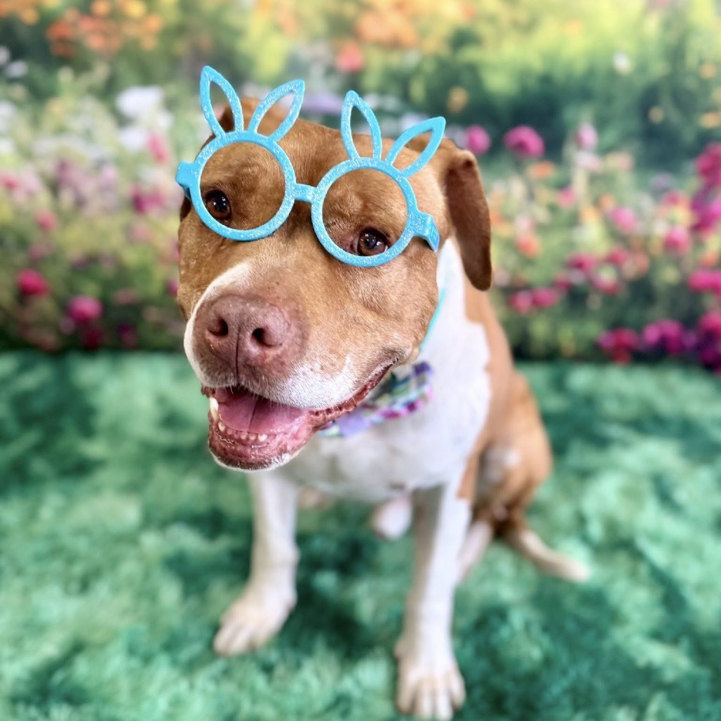 Gunner, an adoptable Pit Bull Terrier in Wichita, KS, 67278 | Photo Image 5