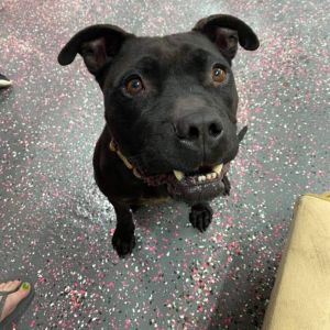 Luna, Senior Female Pit Bull Terrier