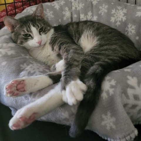 Leopold, an adoptable Domestic Short Hair in Wichita, KS, 67278 | Photo Image 1