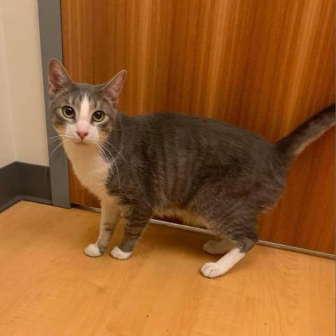 Leopold, an adoptable Domestic Short Hair in Wichita, KS, 67278 | Photo Image 2