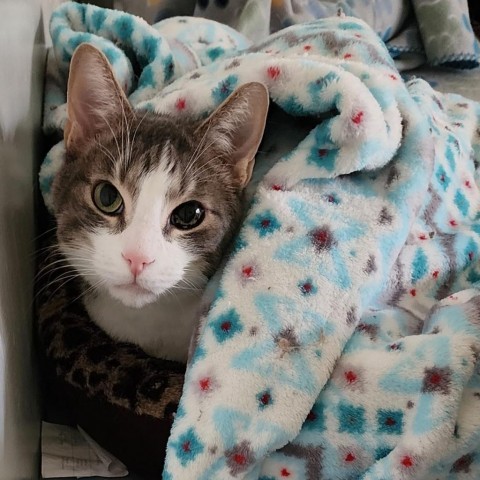 Leopold, an adoptable Domestic Short Hair in Wichita, KS, 67278 | Photo Image 2