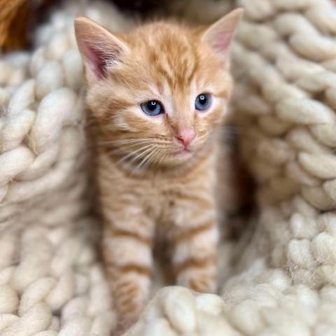 Captain Crunch, an adoptable Domestic Short Hair in Wichita, KS, 67278 | Photo Image 2