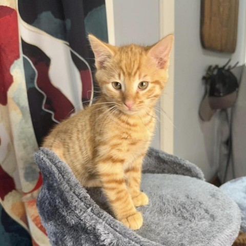 Captain Crunch, an adoptable Domestic Short Hair in Wichita, KS, 67278 | Photo Image 2