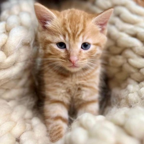 Captain Crunch, an adoptable Domestic Short Hair in Wichita, KS, 67278 | Photo Image 3