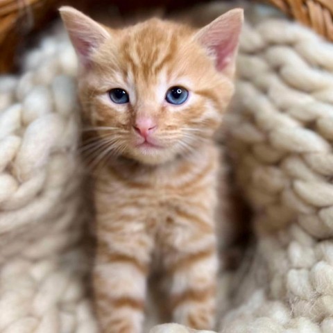 Captain Crunch, an adoptable Domestic Short Hair in Wichita, KS, 67278 | Photo Image 5