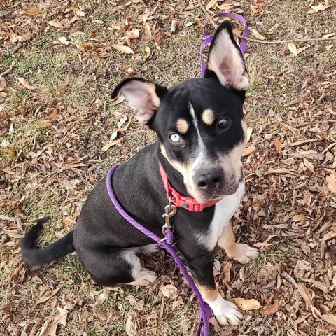 Guppie, an adoptable Husky, Mixed Breed in Wichita, KS, 67278 | Photo Image 1