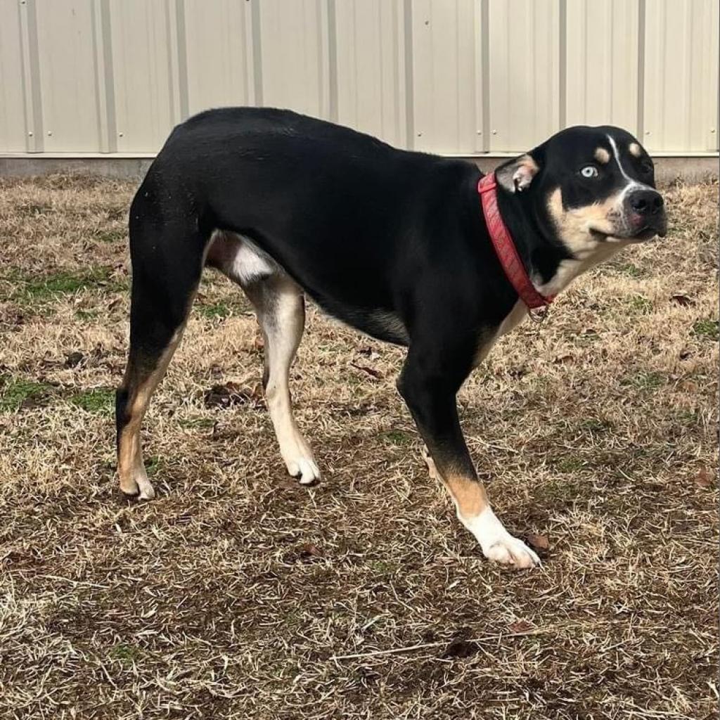 Guppie, an adoptable Husky, Mixed Breed in Wichita, KS, 67278 | Photo Image 2