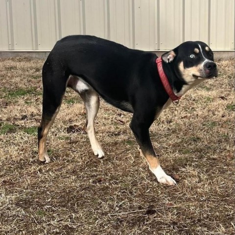 Guppie, an adoptable Husky, Mixed Breed in Wichita, KS, 67278 | Photo Image 3