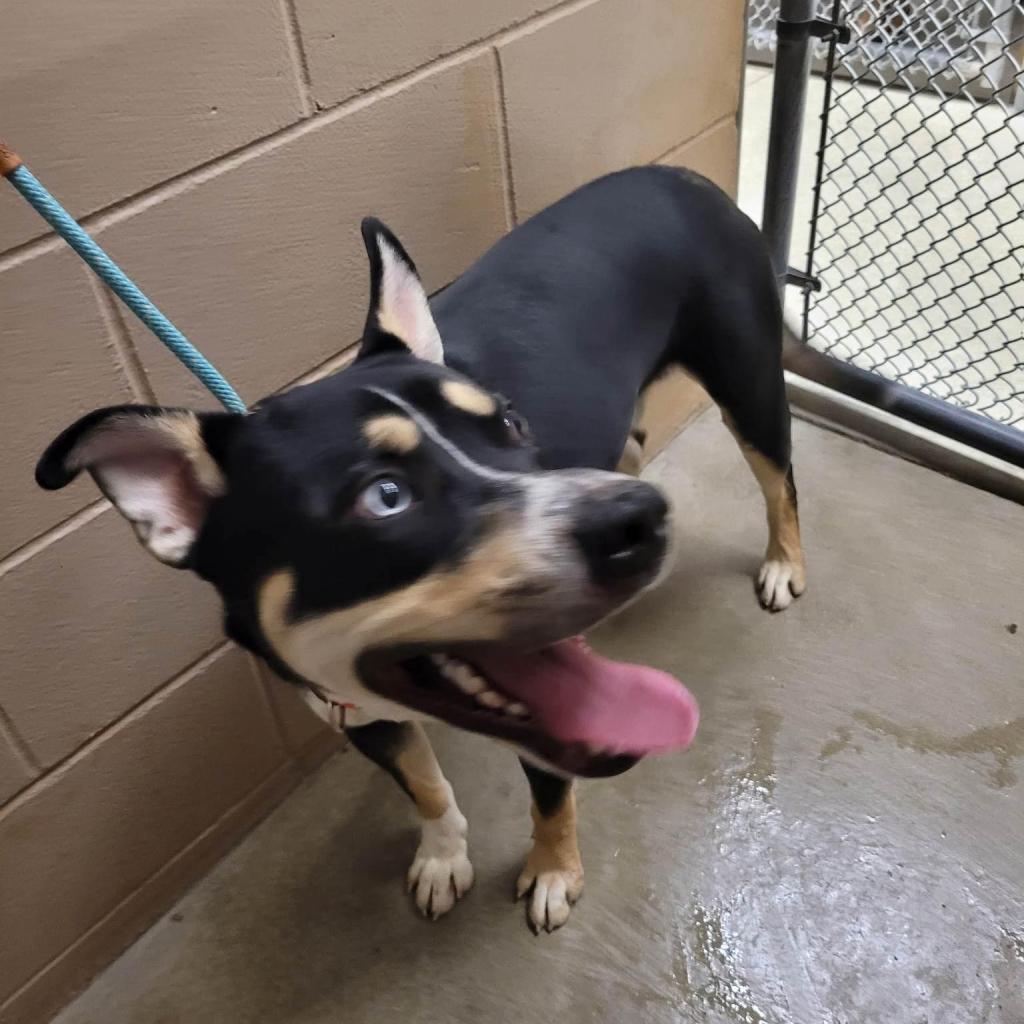 Guppie, an adoptable Husky, Mixed Breed in Wichita, KS, 67278 | Photo Image 3