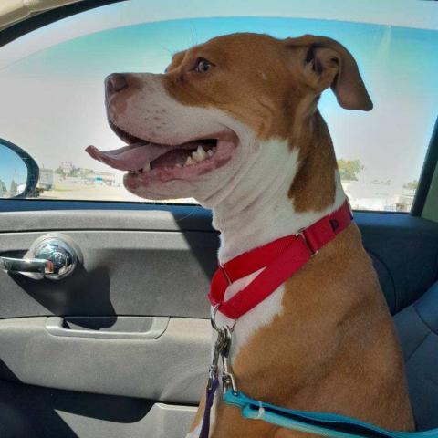 Sassette, an adoptable Pit Bull Terrier in Wichita, KS, 67278 | Photo Image 2