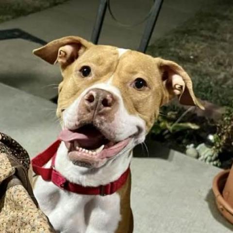 Sassette, an adoptable Pit Bull Terrier in Wichita, KS, 67278 | Photo Image 3