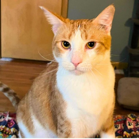 Chong, an adoptable Domestic Short Hair in Wichita, KS, 67278 | Photo Image 1