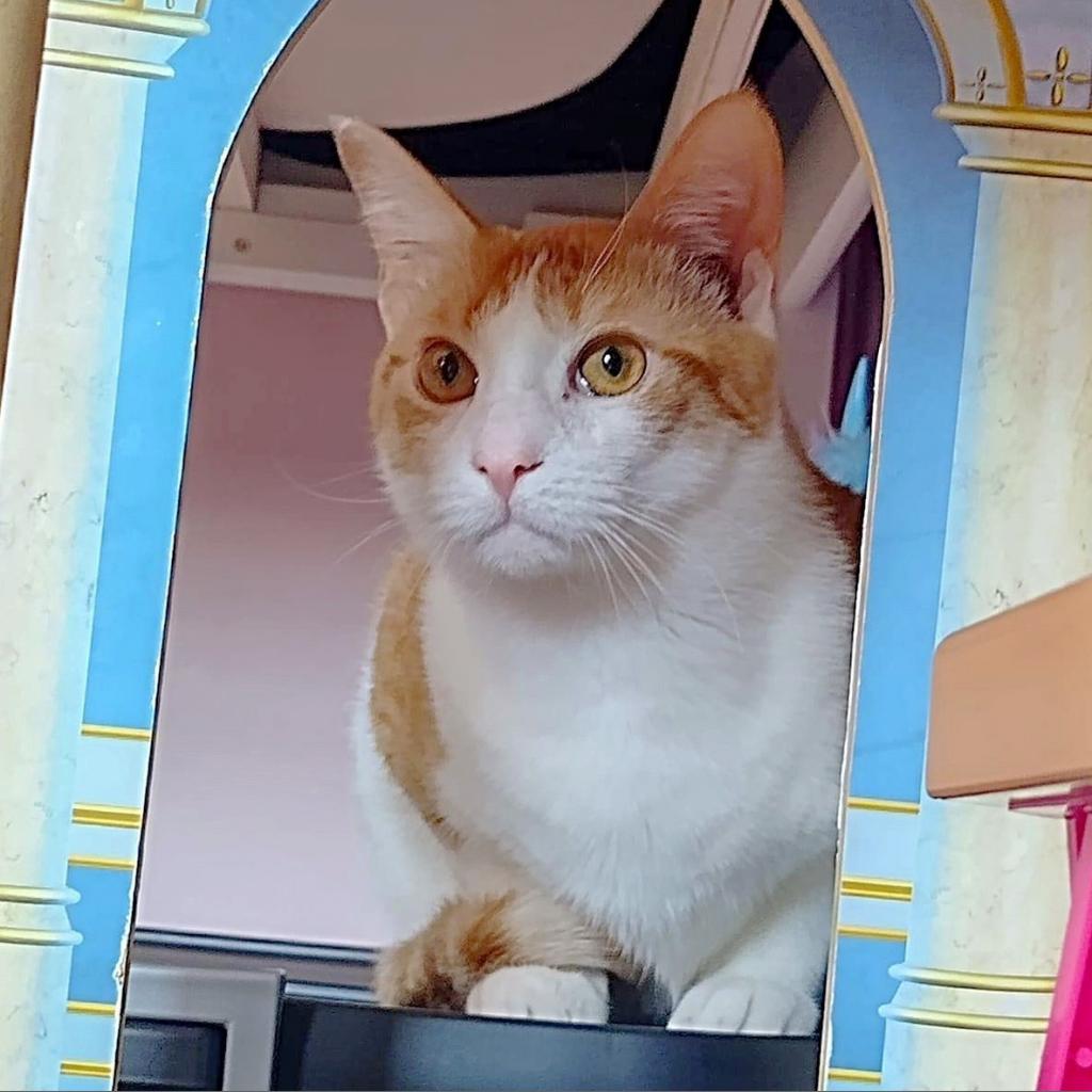 Chong, an adoptable Domestic Short Hair in Wichita, KS, 67278 | Photo Image 3