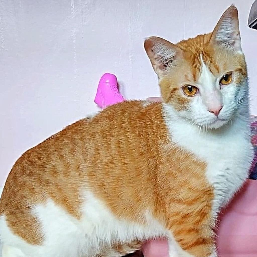 Chong, an adoptable Domestic Short Hair in Wichita, KS, 67278 | Photo Image 4