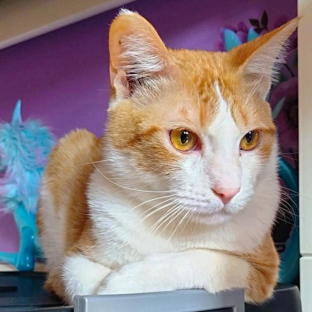 Chong, an adoptable Domestic Short Hair in Wichita, KS, 67278 | Photo Image 5