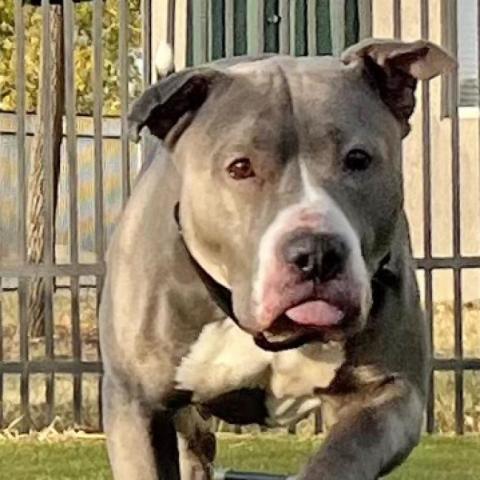 Tuna, an adoptable Pit Bull Terrier in Wichita, KS, 67278 | Photo Image 1