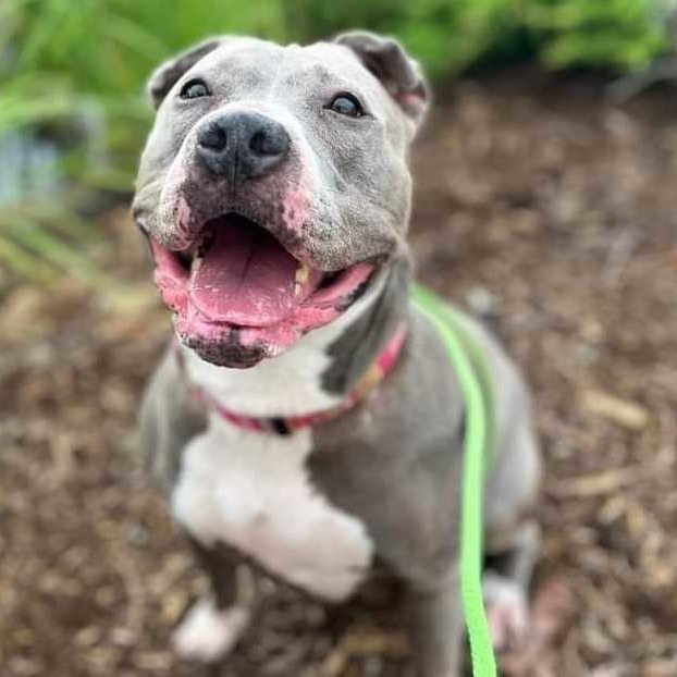 Tuna, an adoptable Pit Bull Terrier in Wichita, KS, 67278 | Photo Image 1