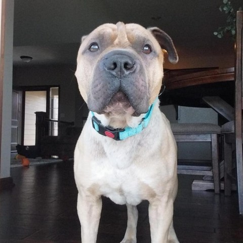 Ace of Base, an adoptable Shar-Pei in Wichita, KS, 67278 | Photo Image 1