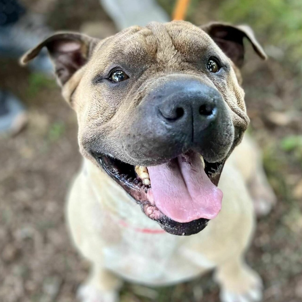Ace of Base, an adoptable Shar-Pei in Wichita, KS, 67278 | Photo Image 1