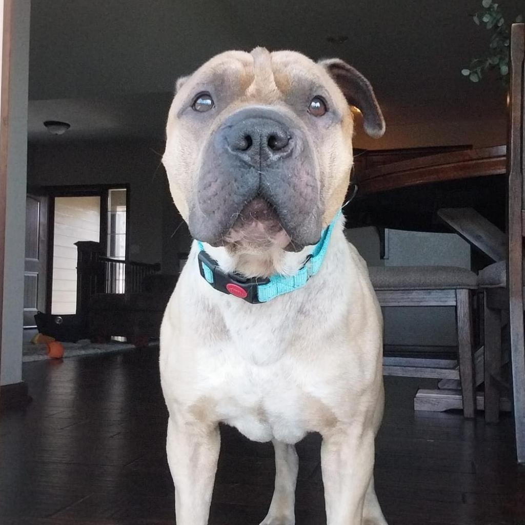 Ace of Base, an adoptable Shar-Pei in Wichita, KS, 67278 | Photo Image 2