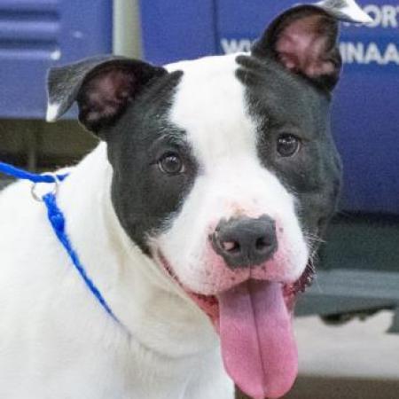 Dirk, an adoptable Pit Bull Terrier in Wichita, KS, 67278 | Photo Image 1