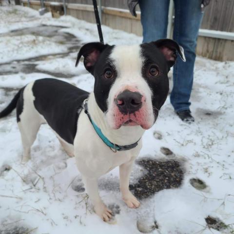 Dirk, an adoptable Pit Bull Terrier in Wichita, KS, 67278 | Photo Image 2