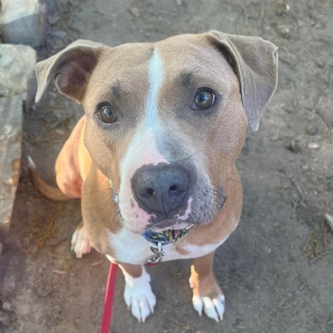 Emery, an adoptable Pit Bull Terrier in Wichita, KS, 67278 | Photo Image 1