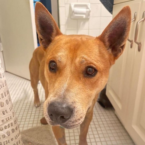 Ace, an adoptable Shepherd in Wichita, KS, 67278 | Photo Image 1